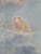 Frosch